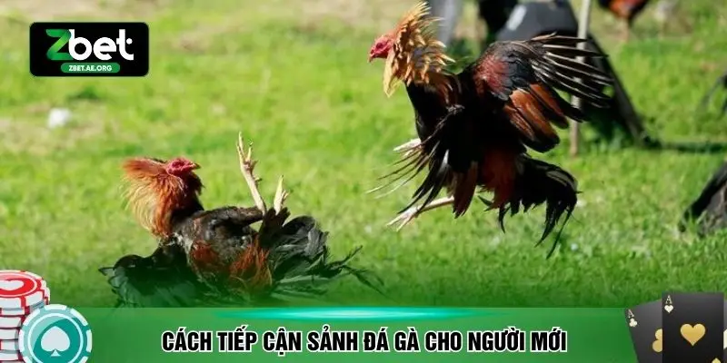 Cách tiếp cận sảnh đá gà cho người mới
